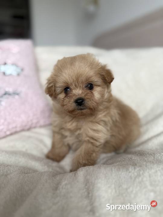 POMAPOO szpic miniaturowy pudel toy pies Rębieskie