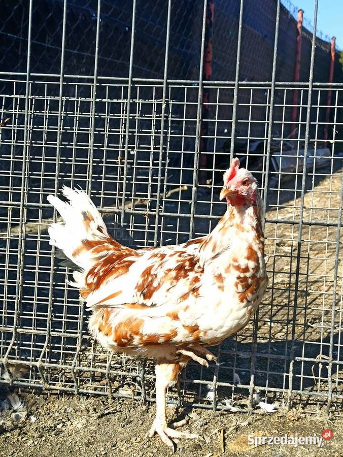Koguty zargodowe i koguty orpington Krasnystaw