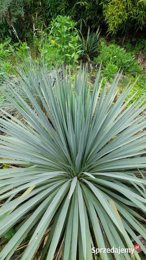 Yucca mrozoodporna juka tworząca pień hybrydy Chrzanów