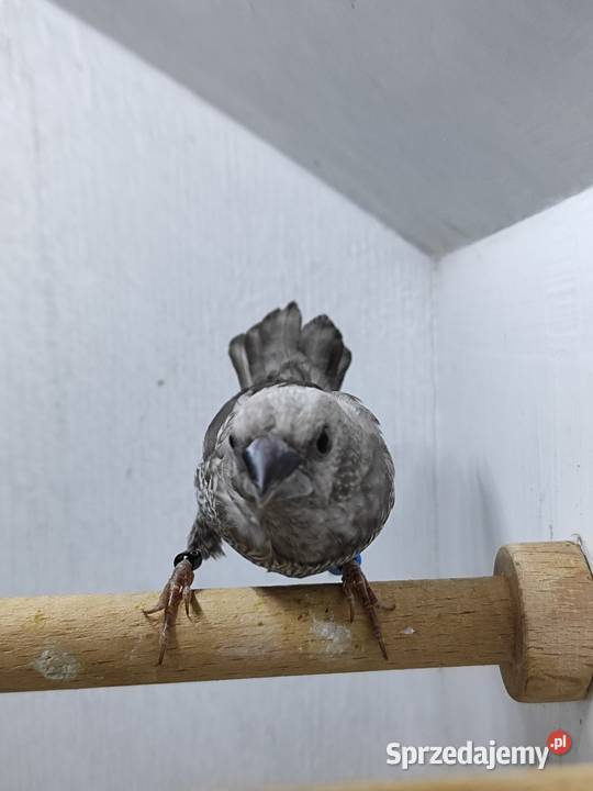Mewka Japońska szara samiec 2025 Myślenice