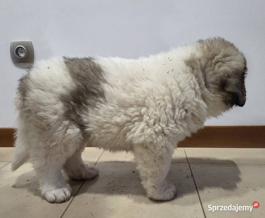 Mastif Pirenejski ZKwPKrakow szczeniaki dostepne Ochmanów