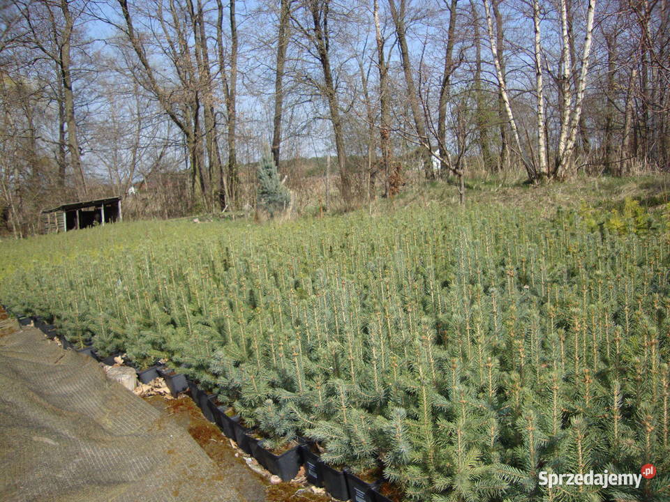 świerk srebrny doniczka Podole