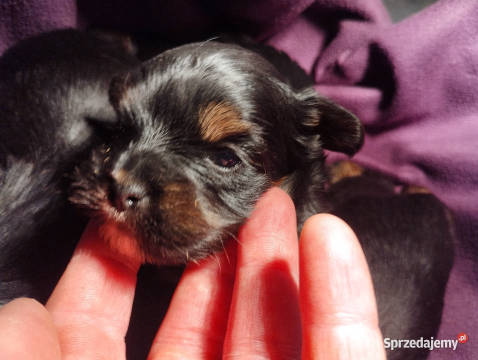 York Terirer Yorki Żychlin sprzedam