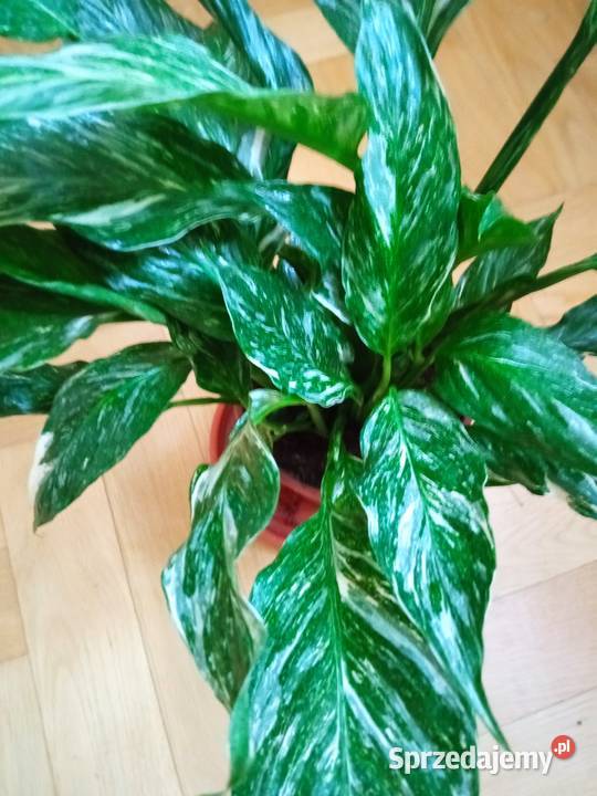 Skrzydłokwiat variegata diamondpiękny Białystok