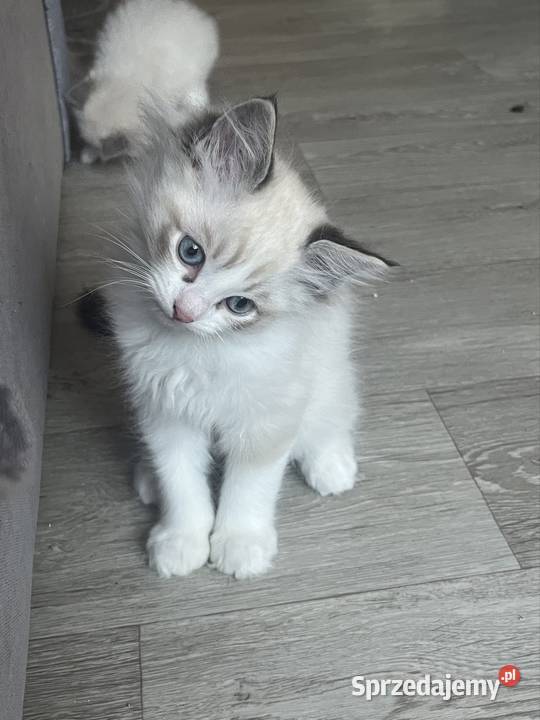 Kotki ragdoll Bielsko-Biała