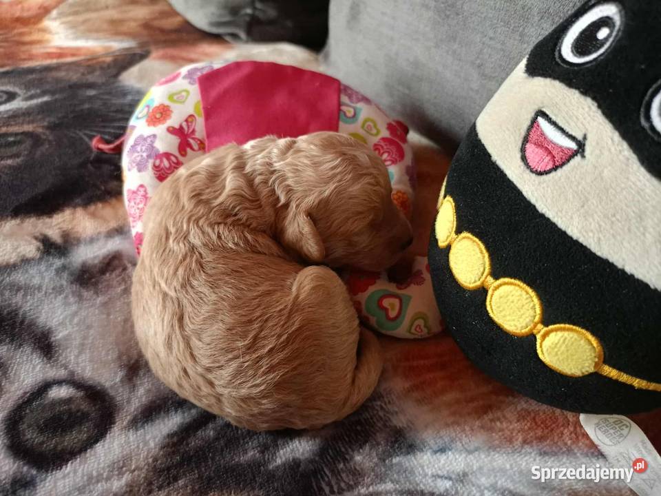 Maltipoo F1b Miechów