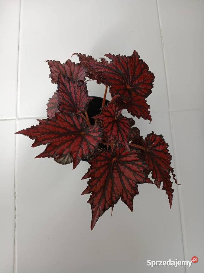 Begonia Rex RED BLACK Częstochowa sprzedam