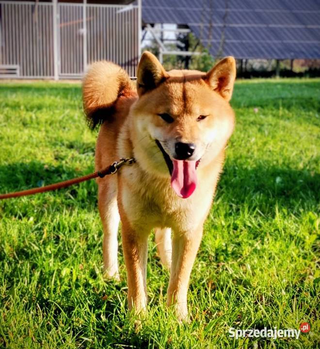 Shiba trzy pieski i suczka wszystkie czerwone Bychawka Trzecia