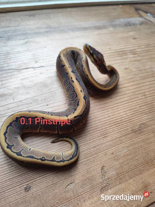 Młode pytony Królewskie sprzedam
