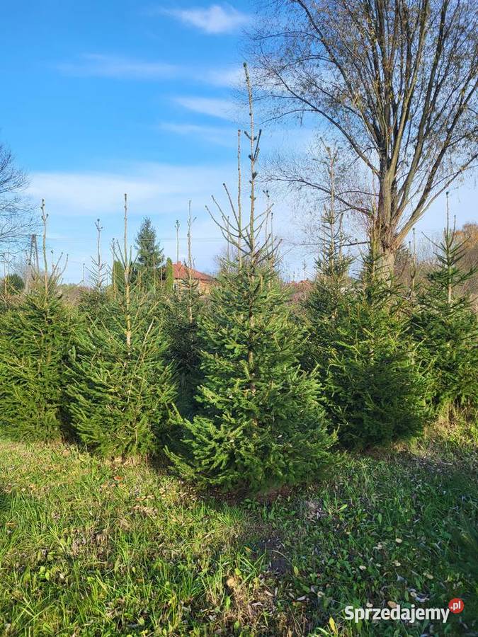 Świerk pospolity z plantacji choinki sprzedaż Niedźwiada