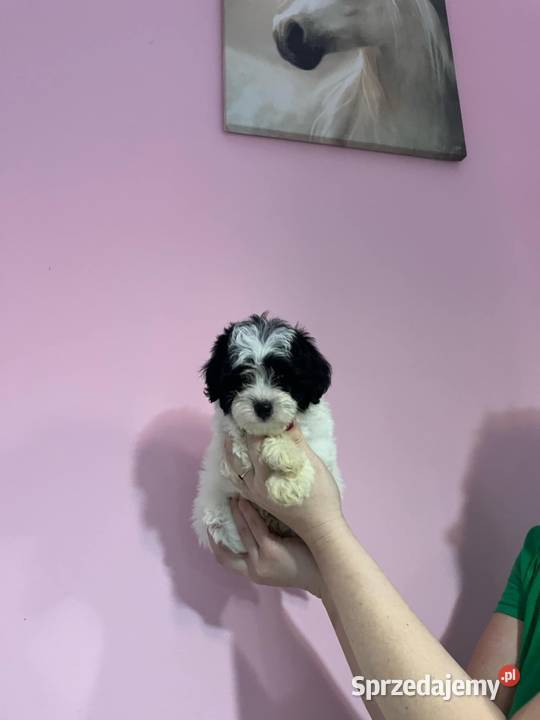 Odchowany chłopiec Maltipoo Maltańczyk x Pudel mazowieckie Warszawa sprzedam