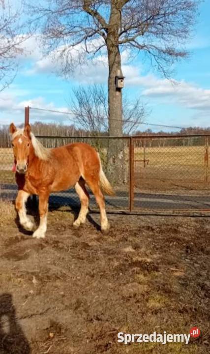 Młoda ładna Zrebica Aleksandrów