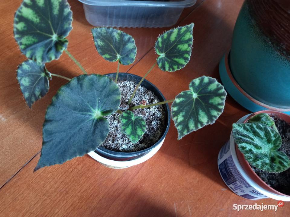 A może fiołka begonię Kwitnące podlaskie