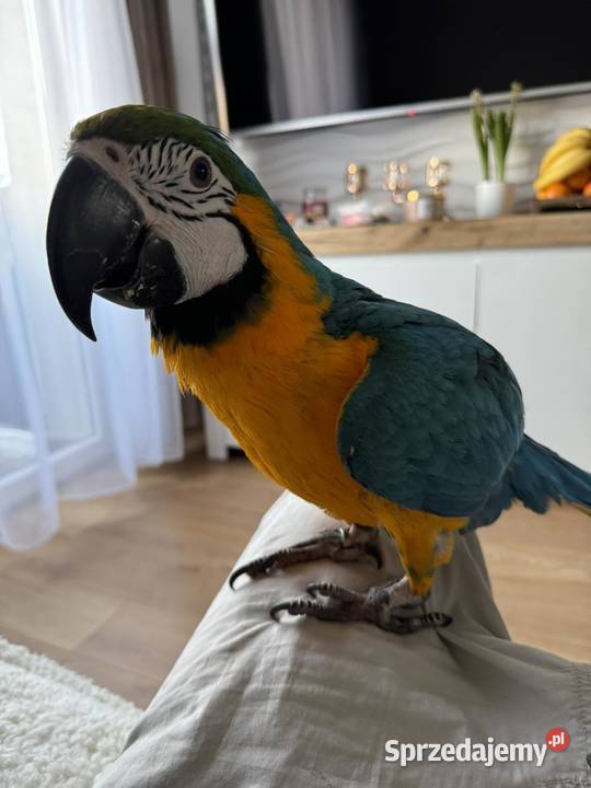 Ara ararauna samica samiec