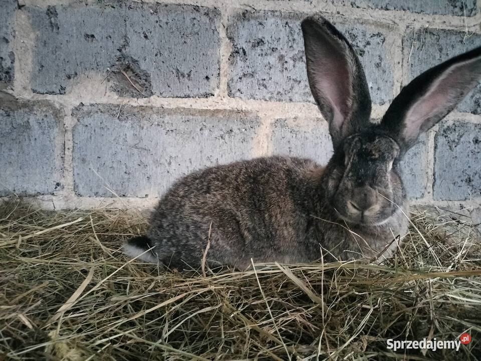 Samice Belg Olbrzym Pacanów