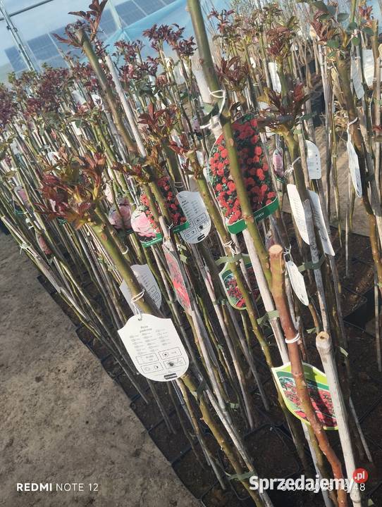 Róża sztamowa Nowy Pożóg