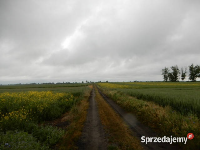 Syndyk sprzeda udział 18 Oborzany działki 240 rolna