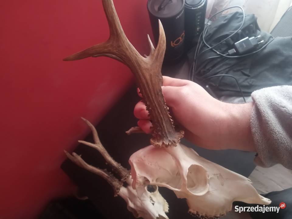 Kozły poroże zamienię