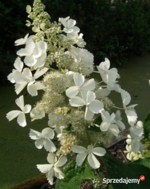 HORTENSJA White Lady sadzonki w doniczkach