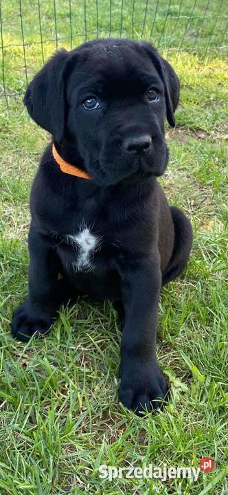 Cane corso Z Czarnych Palladynów FCI Szczecin