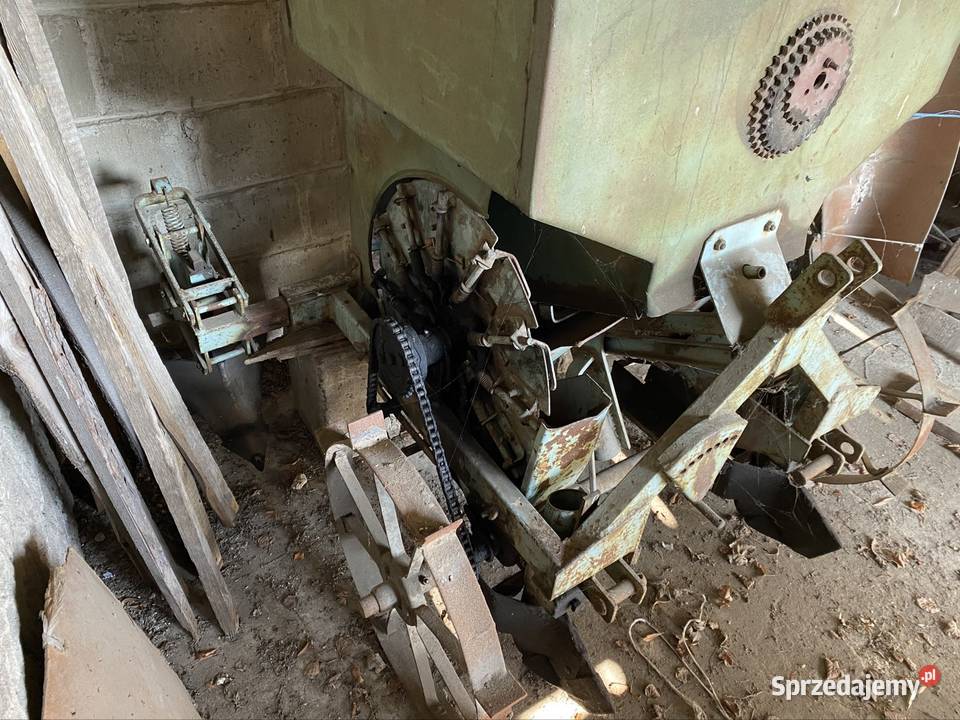 Sadzarka czeska wielkopolskie Grabów-Wójtostwo