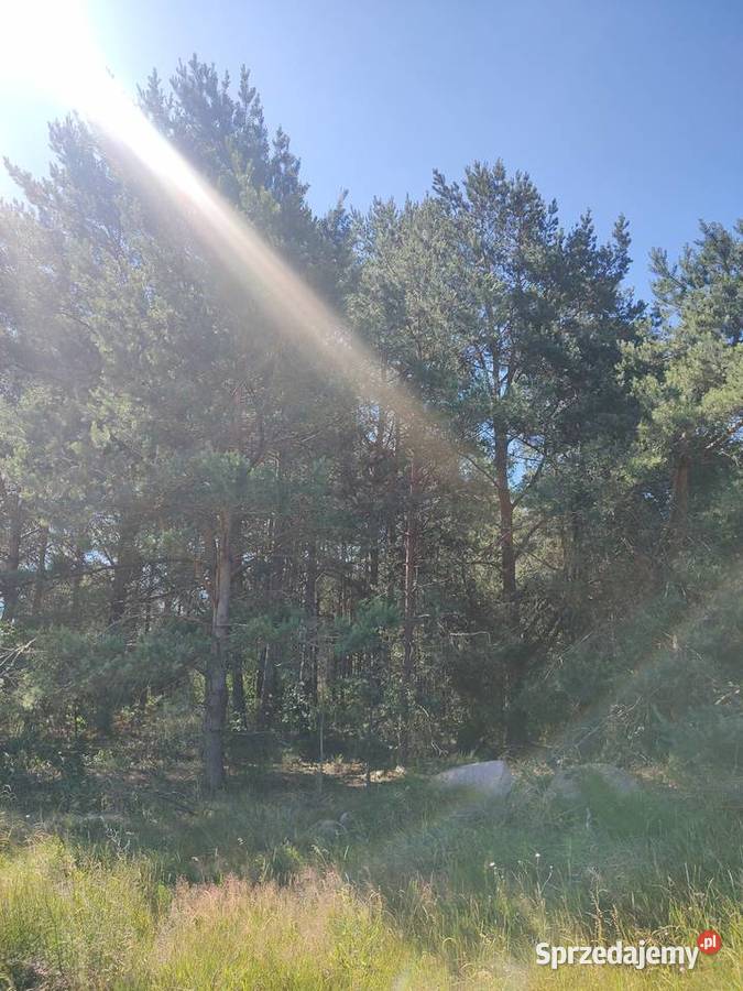 Działka Leśna Sosna 5006 m2 Łaś Toczyłowo Łaś-Toczyłowo sprzedam