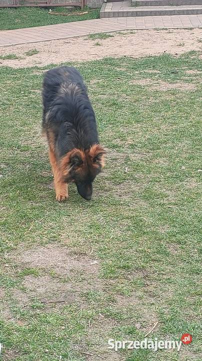 Owczarek niemiecki suczka łódzkie