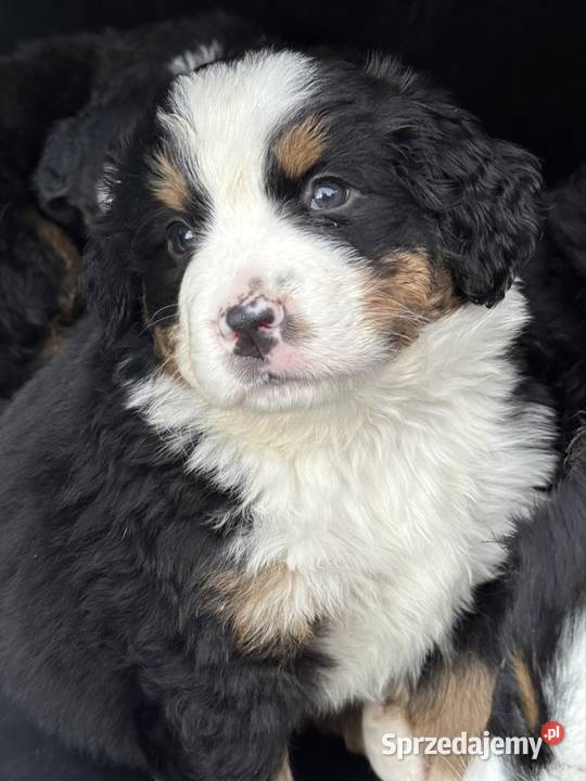 Piękna sunia Berneński Pies Pasterski z