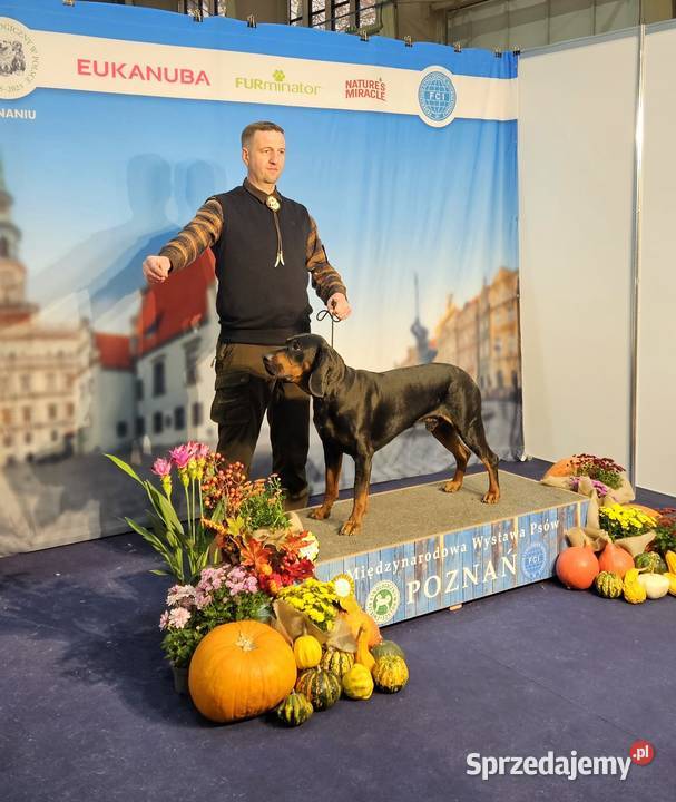 Gończy Polski Reproduktor wielkopolskie Gostyń