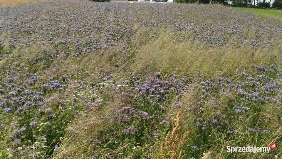 Facelia błękitna miododajna Białystok