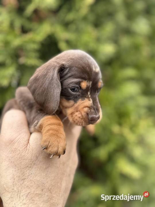 Jamniczek Choco merle Czekoladowy Żychlin