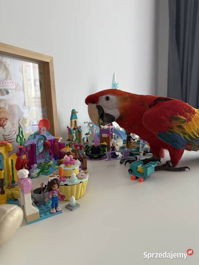 Ara macao samiec Sulejówek