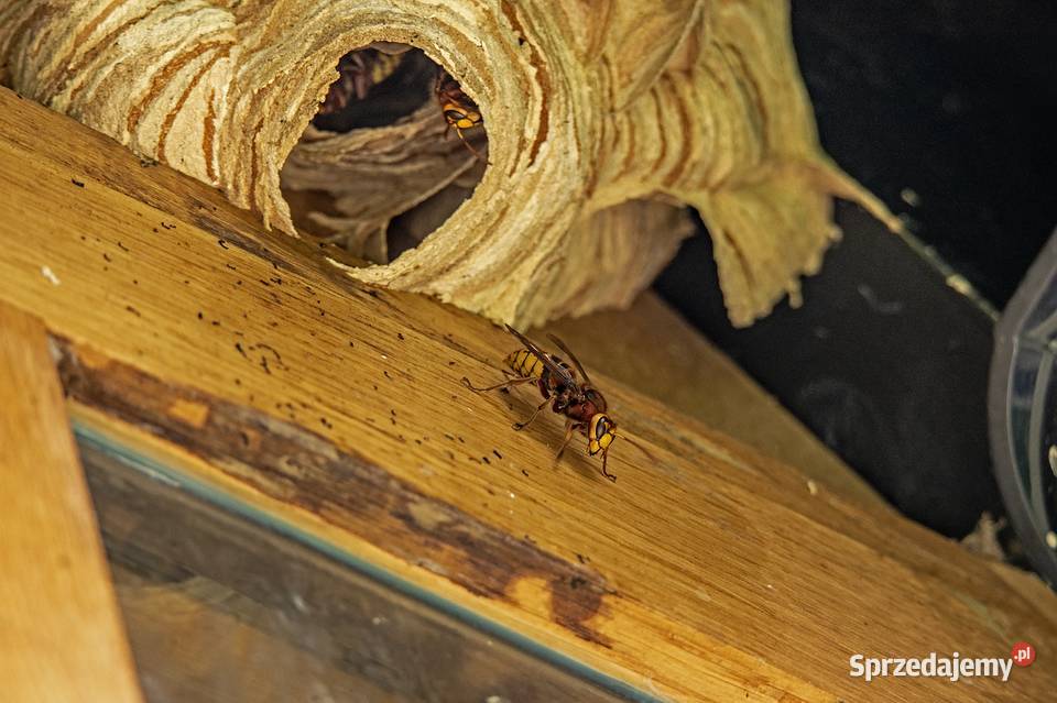 Usunięcie gniazda szerszenia Wrocław likwidacja
