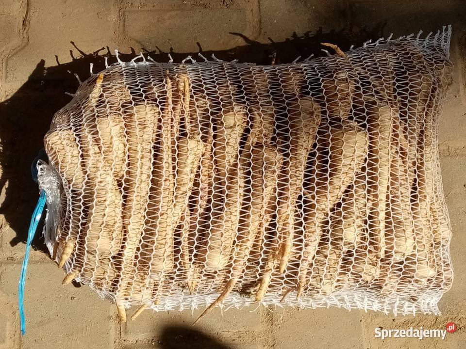 Pietruszka korzeniowa drobna gruba Działoszyce