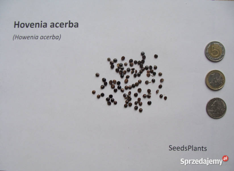 HOWENIA ACERBA Hovenia acerba NASIONA 6000 sztuk Lubanie