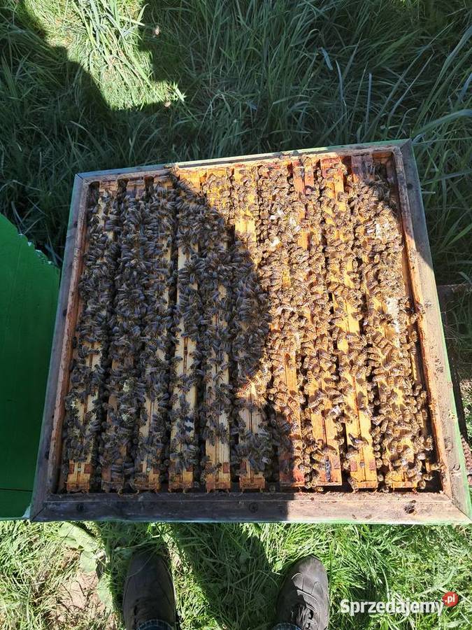 Pakiety Odkłady Pszczoły Odrzywół