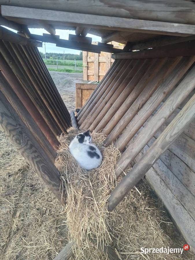 Paśnik duży stabilny Krobia