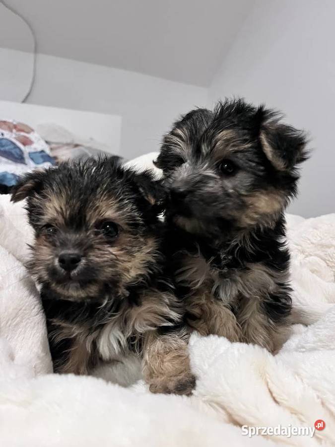 Sprzedam morki York Jeziora Wielkie