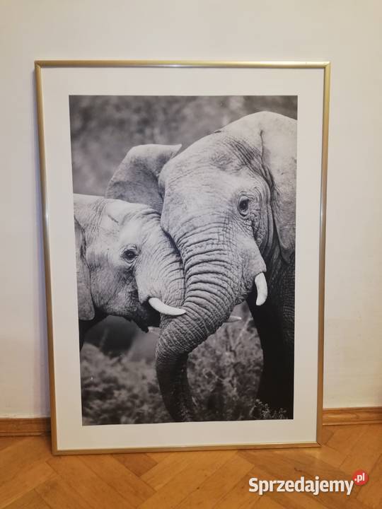 Słonie obraz w aluminiowej ramie mazowieckie Warszawa sprzedam