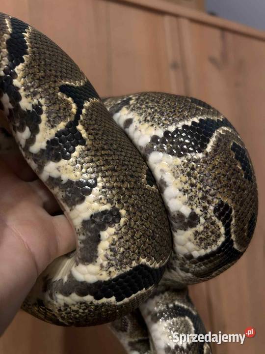 Sprzedam 10 Pytona królewskiego Myszków