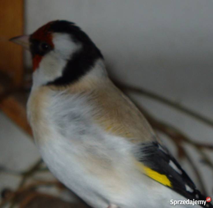 Samce Szczygieł major mutacja Agat Kraków