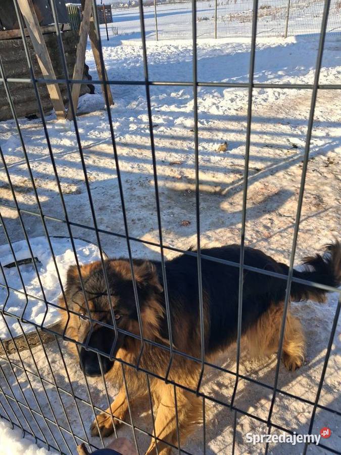 Owcxarki niemieckie mazowieckie