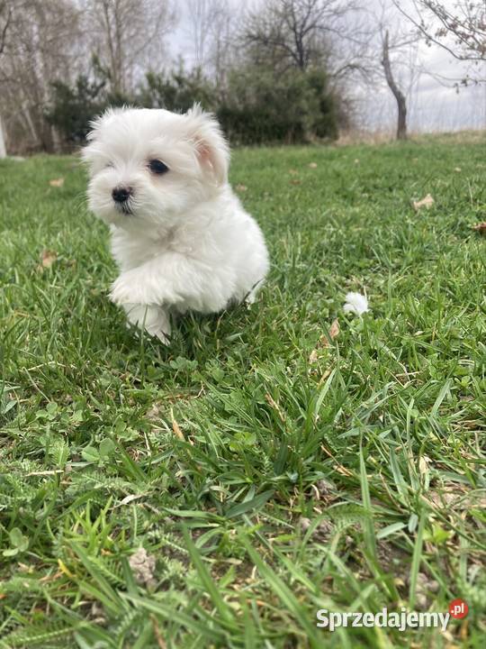 Maltańczyk piesek Raczyce sprzedam