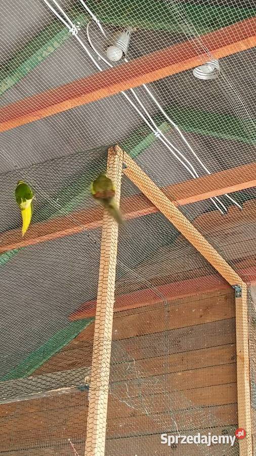 Papugi górskie małopolskie Koszyce