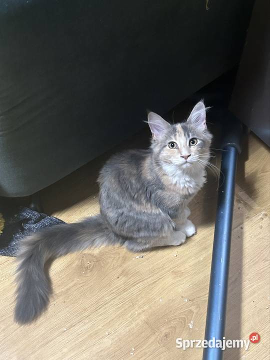 Kociaków Maine Coon Różne kolory Warszawa