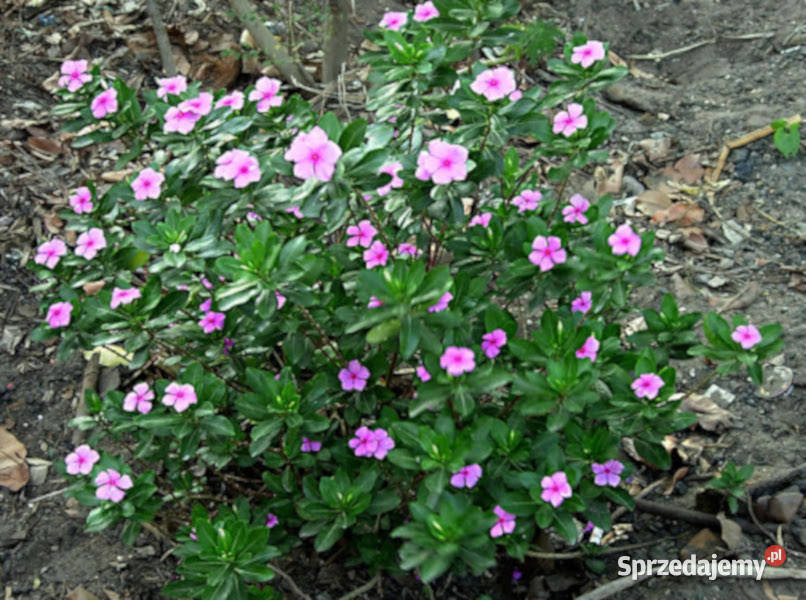 KATARANTUS RÓŻOWY Catharanthus roseus NASIONA Lubanie sprzedam