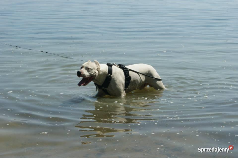Szczenieta Dogo ArgentinoDog Argentynski Champio Dąbrowica