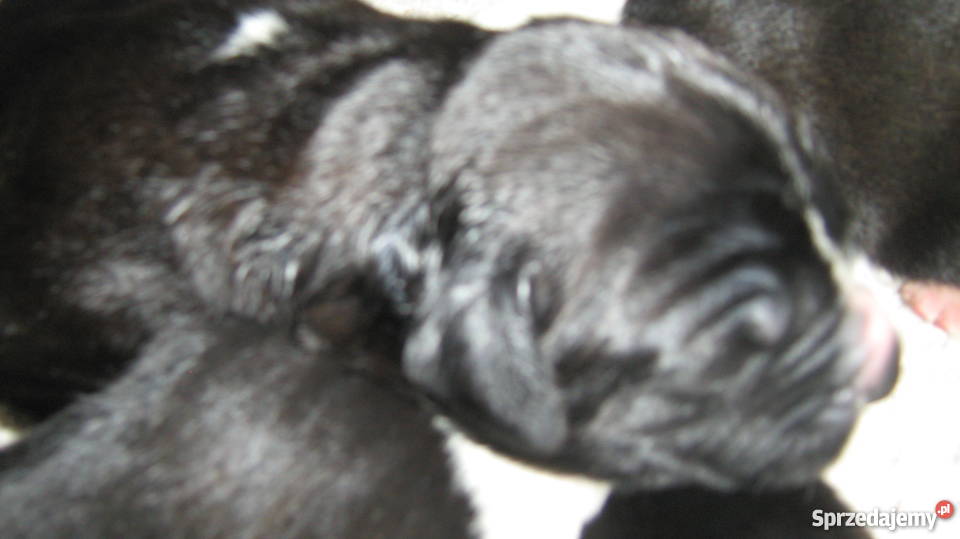 owczarek środkowoazjatycki czarne szczeniaki Psy Zelów