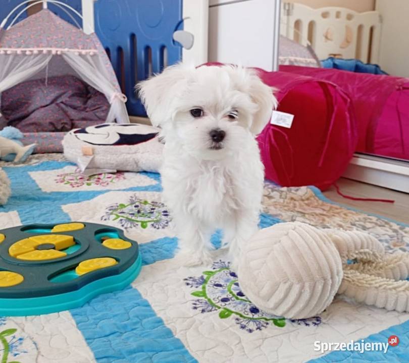 Maltańczyk szczenię BOY