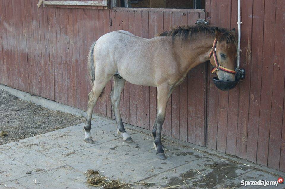 KUC Walijski KOŃ odsadek śliczny tarant